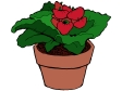 pocketbook plant.gif